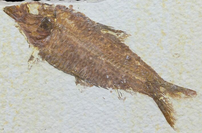 Knightia Fossil Fish - Wyoming #60466